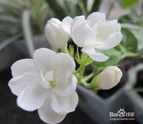 春季饮什么茶最为适宜