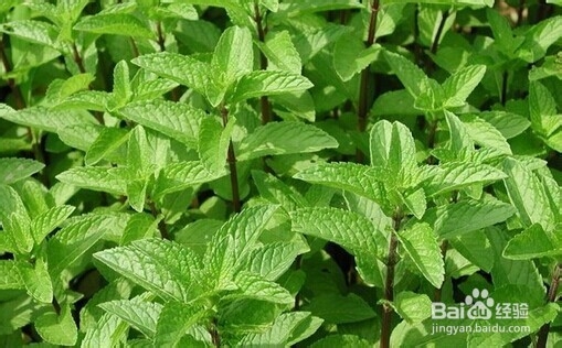 顽固湿疹我来支招