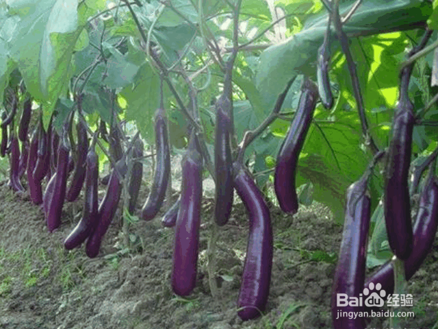 茄子整枝、剪叶、摘叶的方法