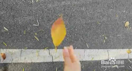 秋天落叶怎么拍？