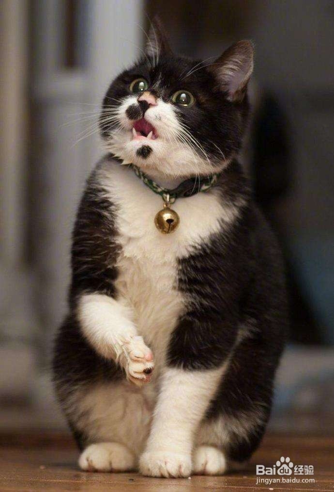 猫咪为什么经常呕吐呢？