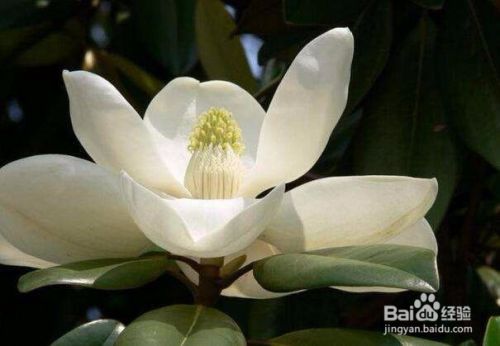 十二月花神杯对应的花是什么 百度经验