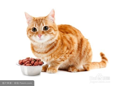 新手准备养猫要注意什么?