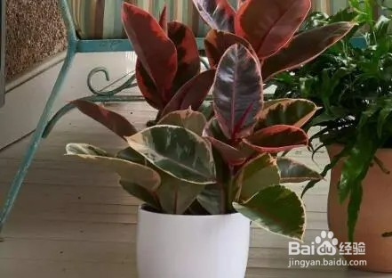 象皮树冬季怎么养