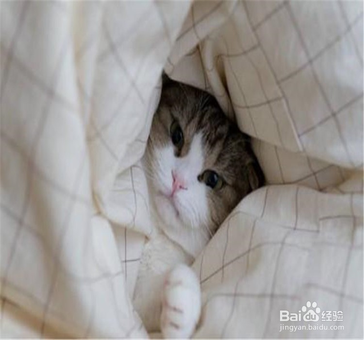 猫咪喜欢你的表现有哪些?