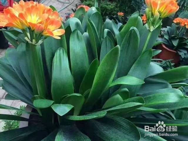 养君子兰，给它用点肥，春节期间才能准时开