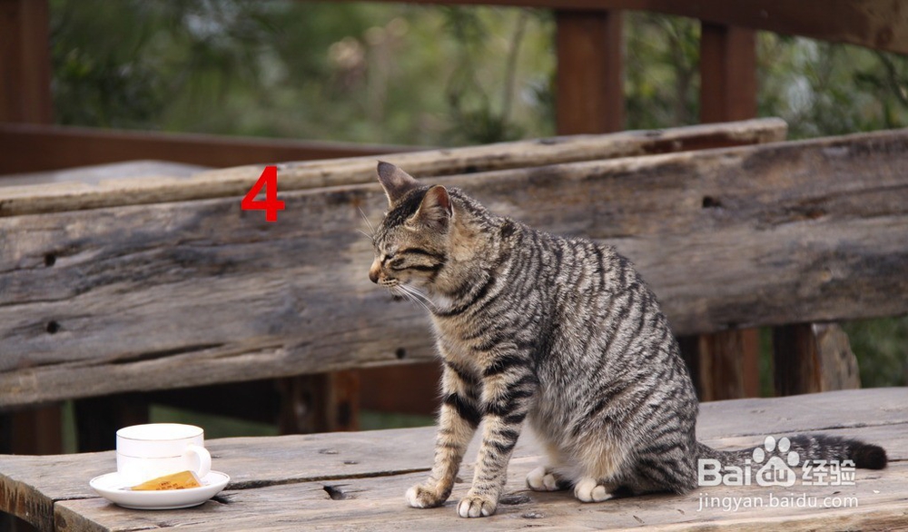 维生素e 如何给猫吃