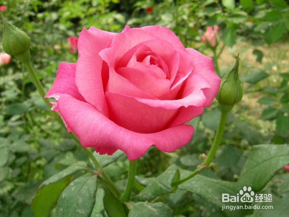 月季花养殖方法