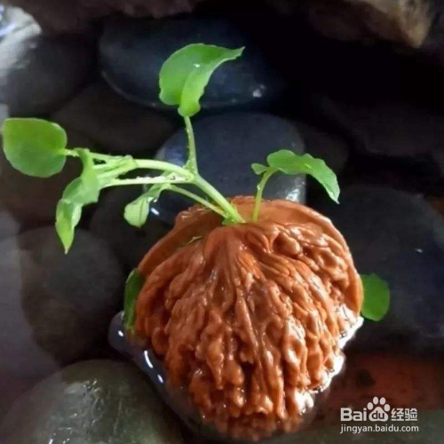 核桃在树上都黑了怎么回事