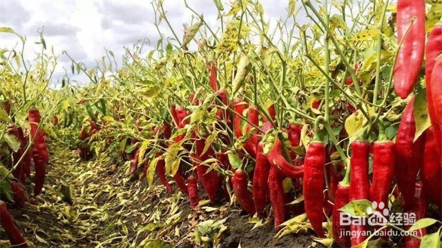 快速了解极飞P20无人机的应用范围有哪些