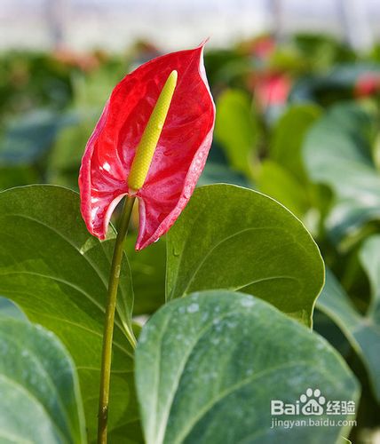 如何才能养好火鹤花?