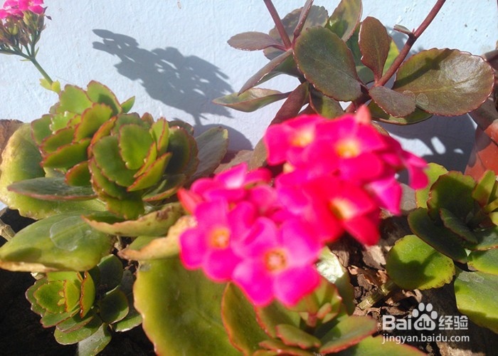 怎样拍摄生活画面