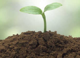 养花技巧有哪些？