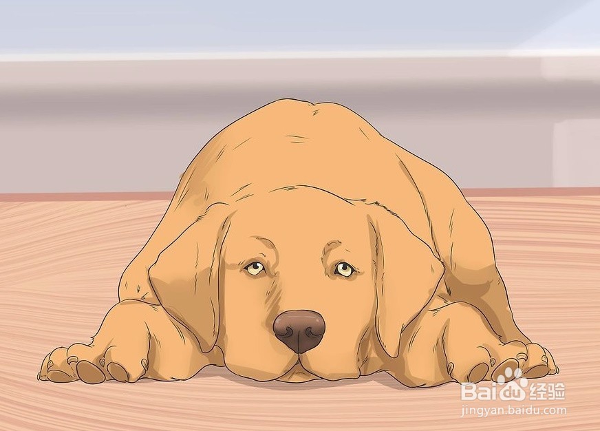 狗摔后脖子歪怎么办