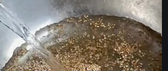 盆栽小番茄种子的种植方法
