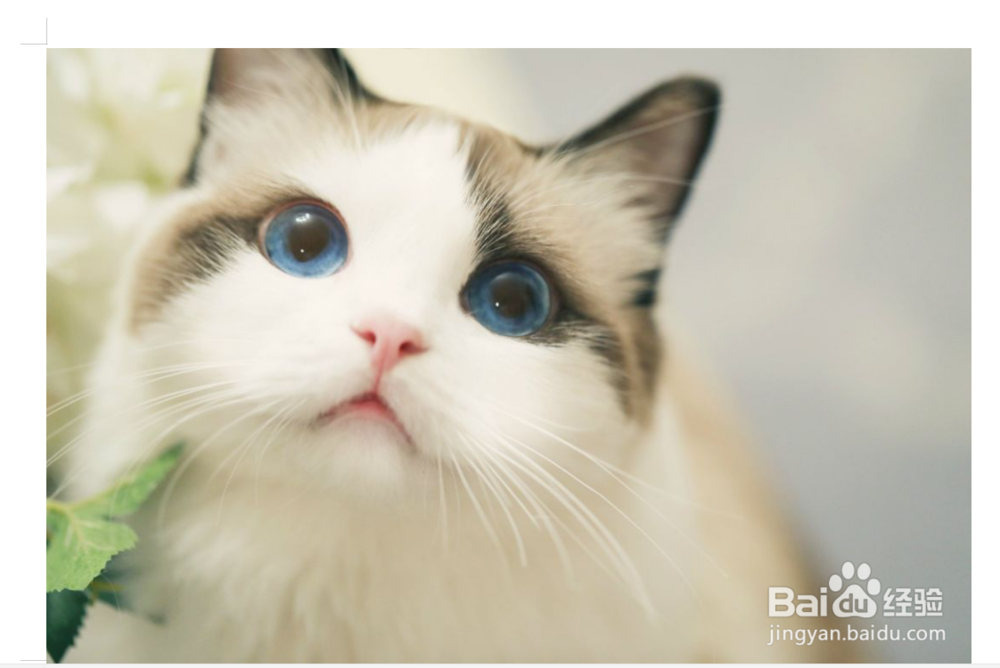 word图片打印总不完整怎么办？