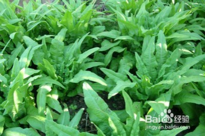 多吃4种食物助你防肝癌