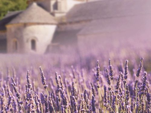 欧洲旅游攻略普罗旺斯花季游