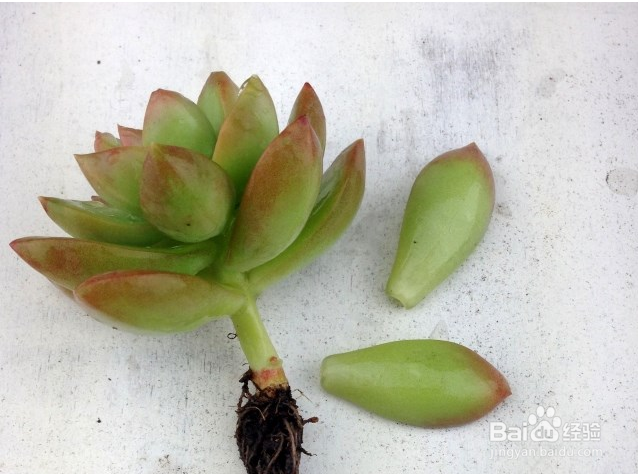 肉肉植物盆栽拼盘