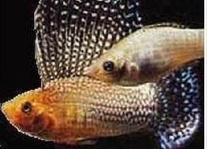 珍珠玛丽鱼有何饲养要求