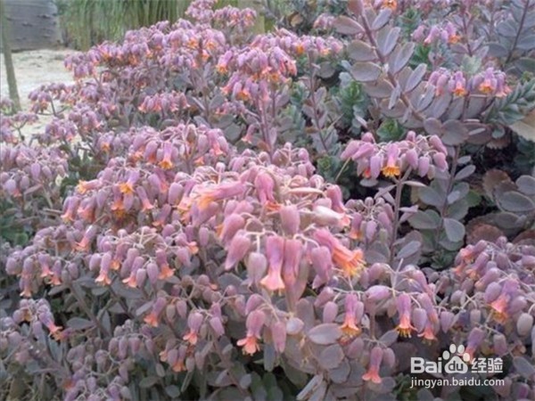 如何养好多肉植物玉吊钟