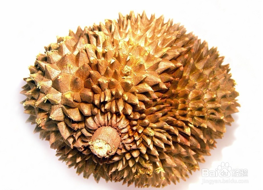 #水果#如何挑选优质的榴莲