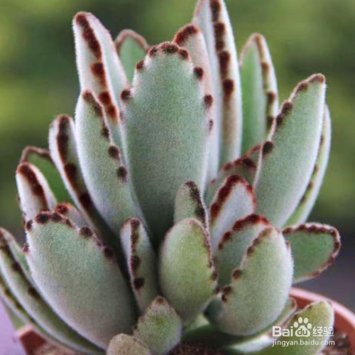 月兔耳烂根怎么办