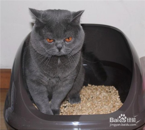 猫拉屎太臭怎么办