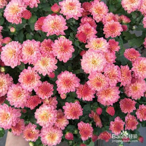 盆栽千头菊的养殖方法