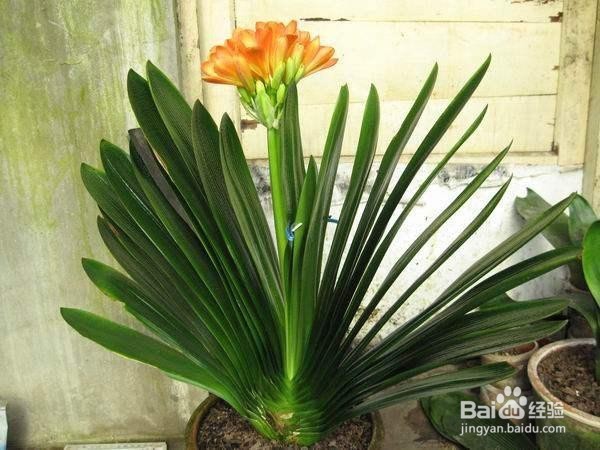 怎样浇灌君子兰