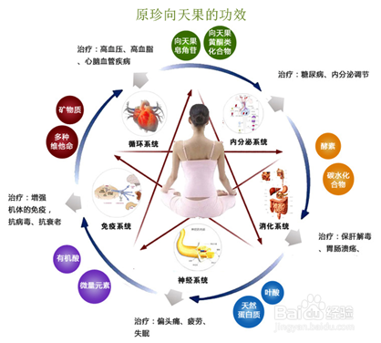 原珍向天果的功效与作用及食用方法