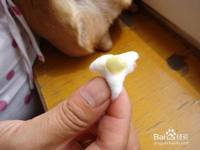 如何给狗狗挤肛门腺