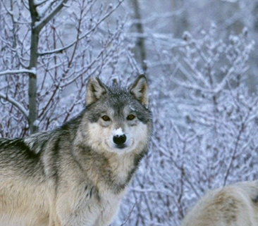 怎样应付野外旅游意外事故