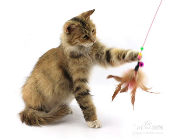 如何预防猫咪得猫藓