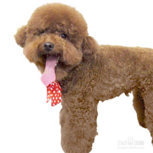 泰迪犬怎么把毛色如何变亮