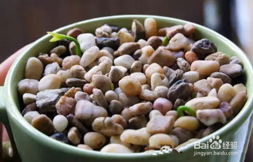 迷你柚子盆栽制作