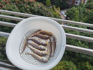 香煎小黄鱼的做法