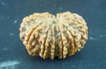 尼泊尔六瓣金刚菩提子辨别真假的方法