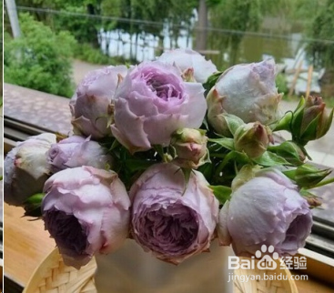 蓝妖：不可错过的经典灌木月季品种介绍