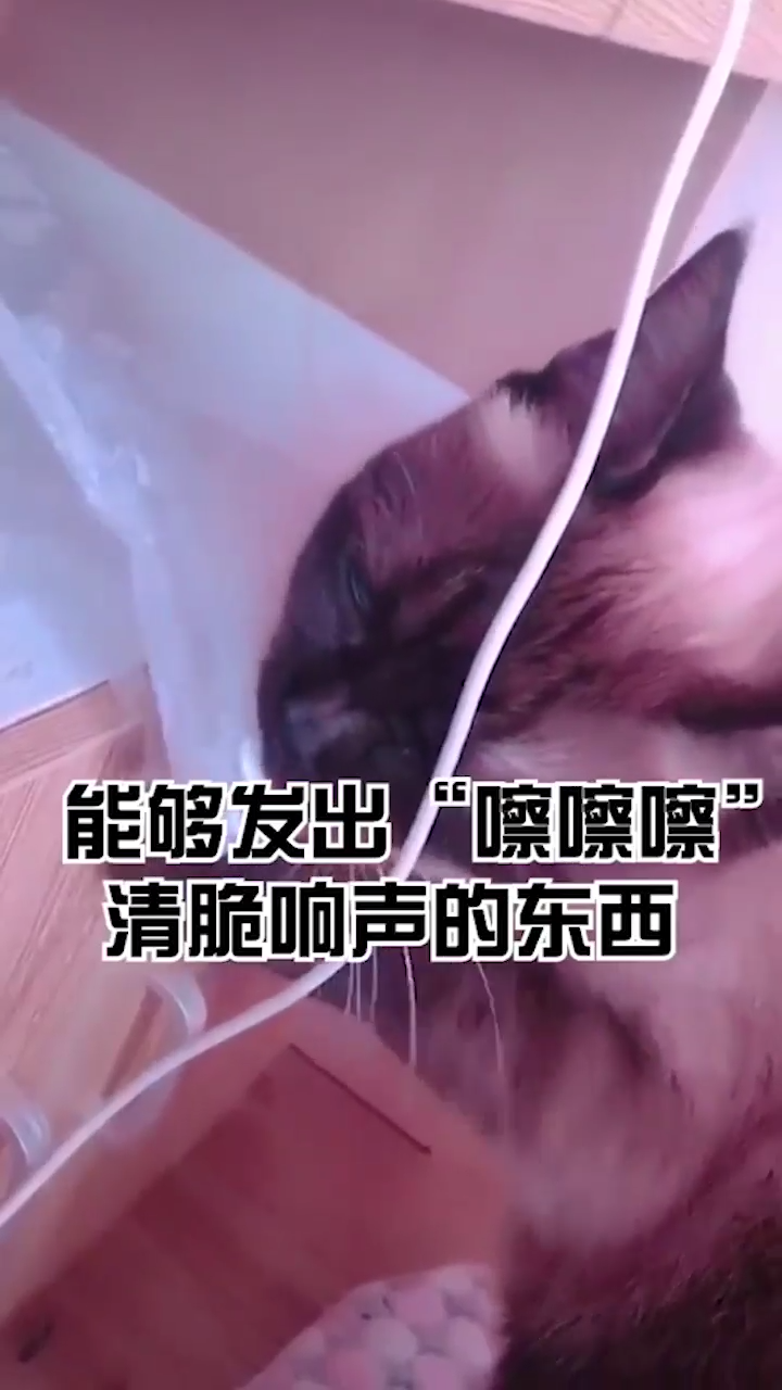 猫咪为什么爱吃塑料袋？