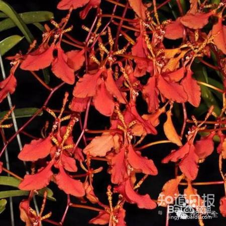 100种兰花品种图鉴，花开瞬间，艳冠群芳！