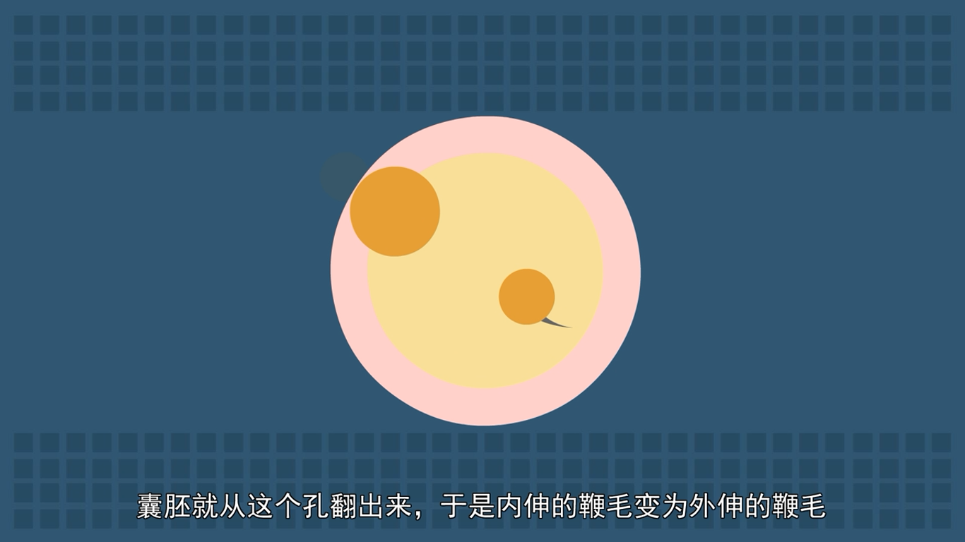 海绵动物为什么是动物进化史上的盲端