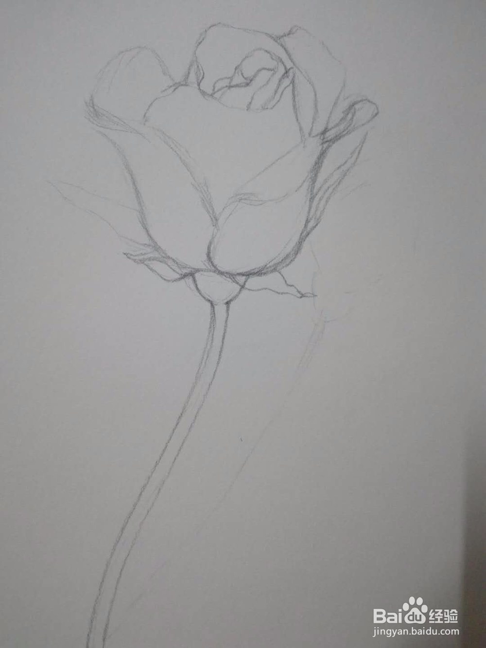 《玫瑰朵朵》手绘素描教程