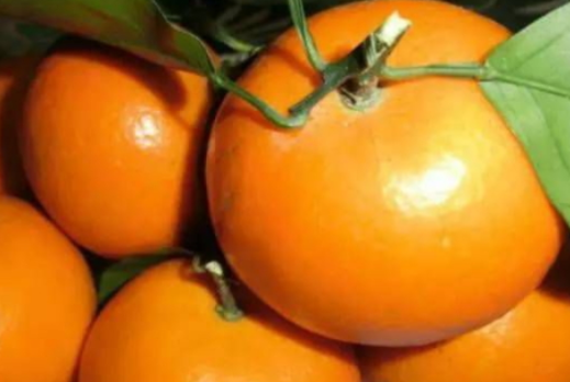 沃柑是热性水果还是凉性水果