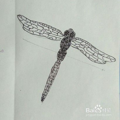 蜻蜓画法教程。怎么画蜻蜓如何画蜻蜓？方法步骤