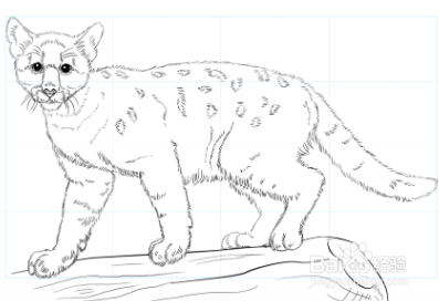 如何画美洲狮宝宝