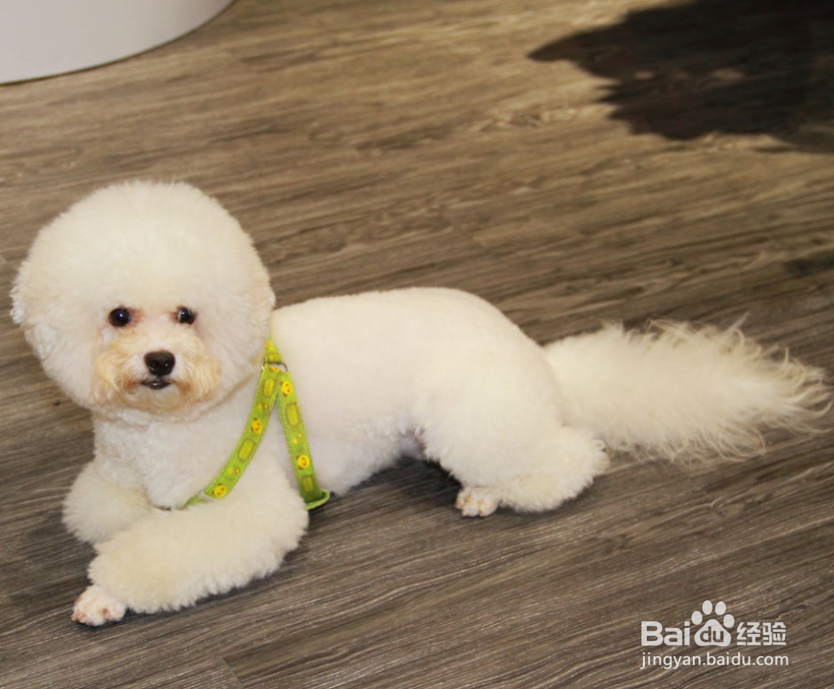 比熊狗毛毛变黄怎么办