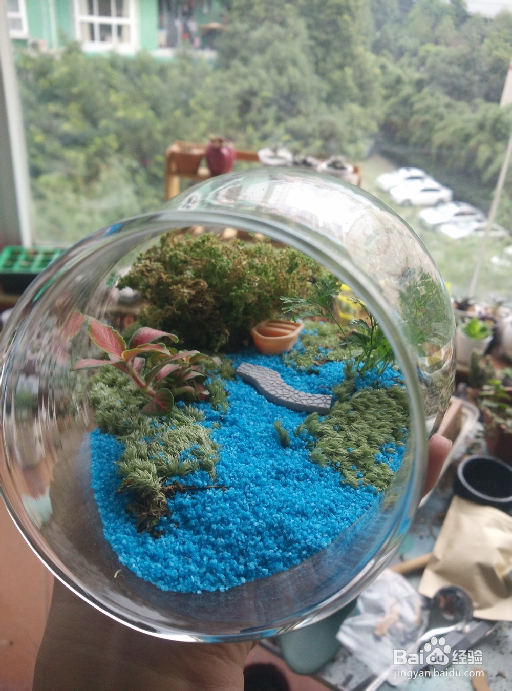 苔藓植物微景观制作步骤