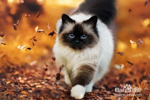 新手养猫注意事项。