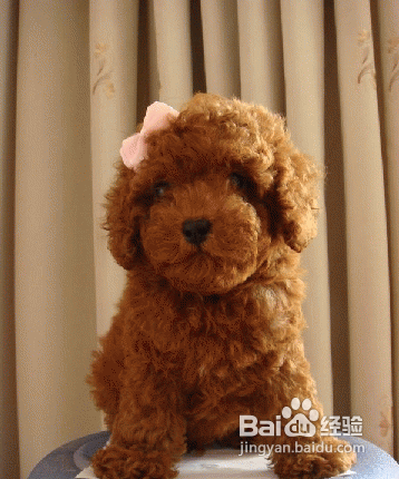 泰迪感冒症状与治疗